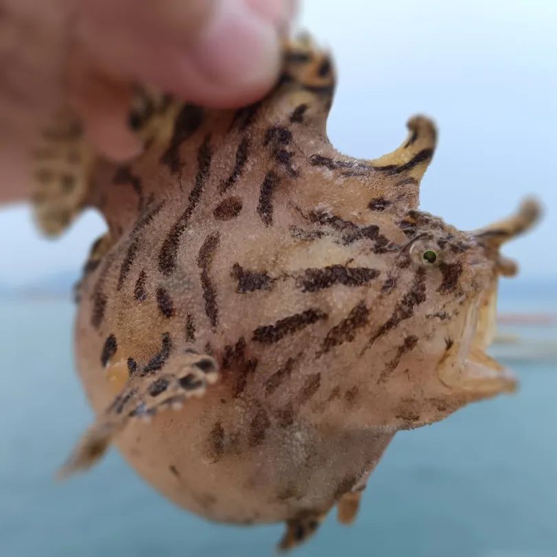 海钓新地标 挥杆向深蓝|闽投1号·福鱼荟海上度假酒店